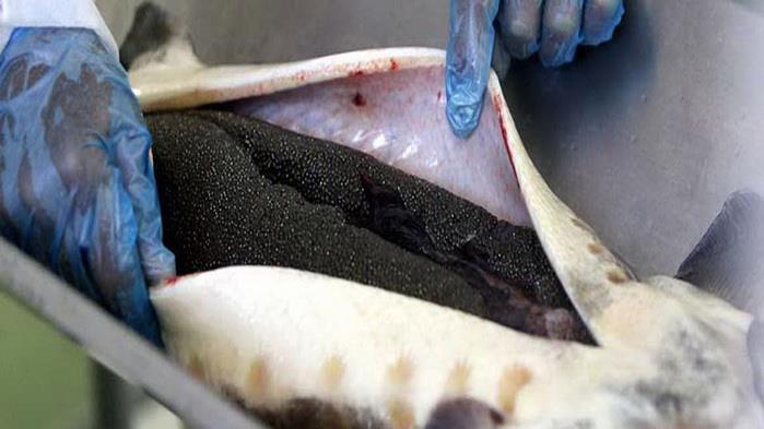 تولید کننده ماهی قره برون