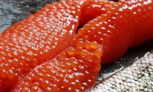 خرید ماهی بلوگا ایرانی