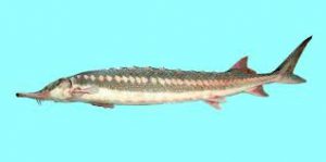 ماهی قره برون خلیج فارس