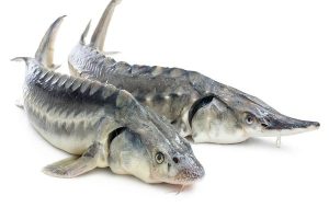 خرید و فروش مرغوبترین ماهی شیپ