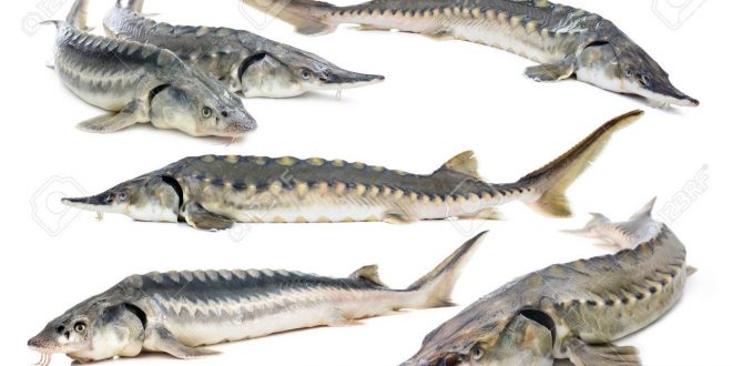 شرکت پخش ماهی استرا دریای خزر