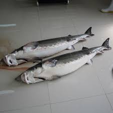 شرکت عرضه کننده انواع ماهی شیب زنده