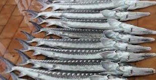 فروش انواع ماهی استرا