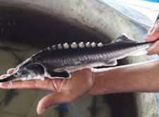 شرکت عرضه کننده انواع ماهی شیب زنده
