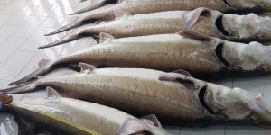 شرکت پخش ماهی استرا دریای خزر