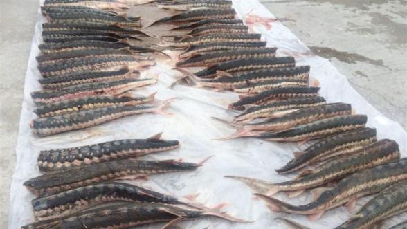بازار خرید و فروش انواع ماهی خاویاری 