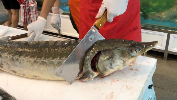 تجارت گوشت ماهی خاویاری در حجم بالا